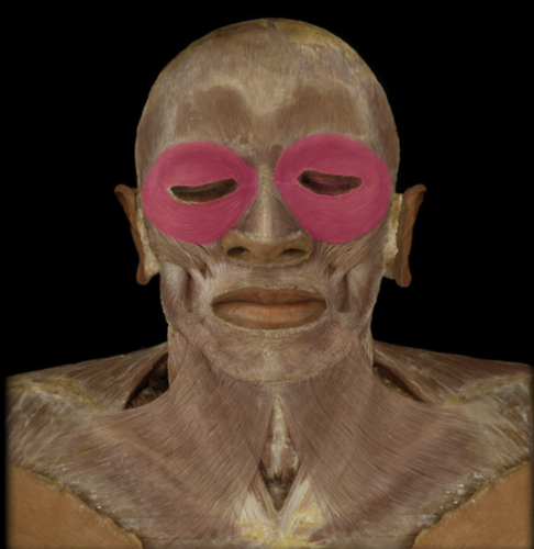 <p>orbicularis oculi</p>