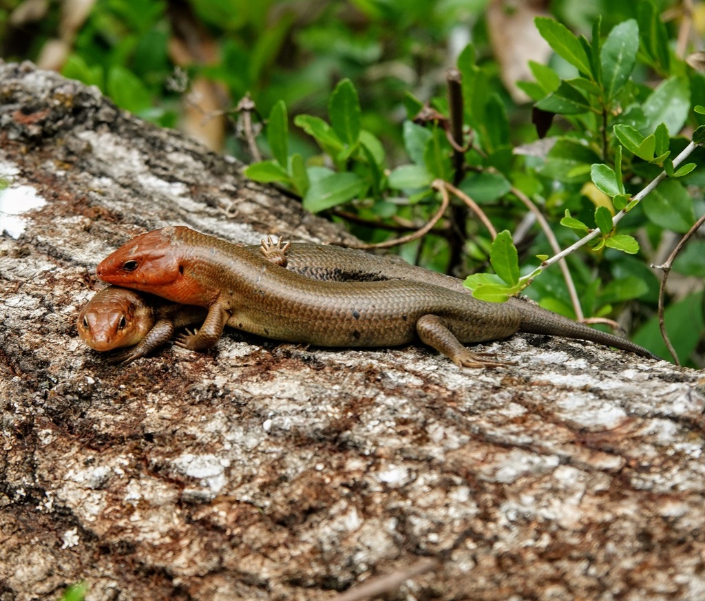 <p>Broad-headed Skink, live in N FL to C USA, large central ventral scales, 5 upper-lip scales</p>