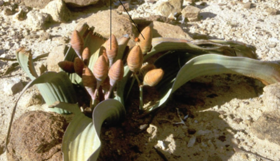 <p>What are these?</p>