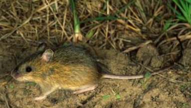 <p>Zapus hudsonicus</p>