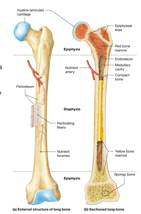 <p>Periosteum- a membrane composed of dense irregular connective tissue, rich blood vessels, and nerves that surrounds the outer surface of long bones.</p><p>perforating fibers- made of collagen(protein fibers); it anchors periosteum firmly to underlying bone surface deep into the bone matrix </p><p>Diaphysis- Shaft of long bone; each end is epiphysis(Expanded part of the bone) and covered by hyaline cartilage.</p><p>Medullary cavity- Within diaphysis contains either red or yellow bone marrow, depending on the age of the person.</p>