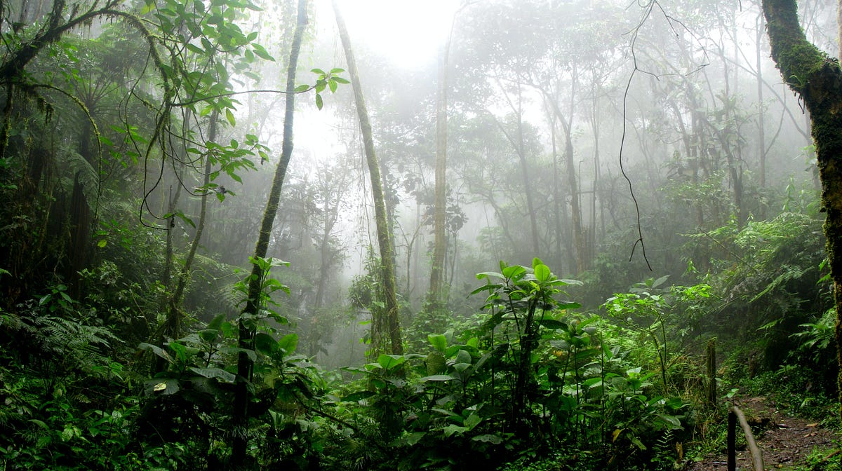 <p>Tropical rainforests</p>