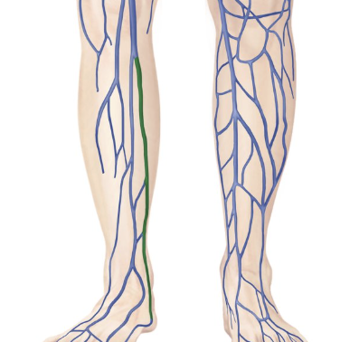 <p>drains blood from lower leg</p>