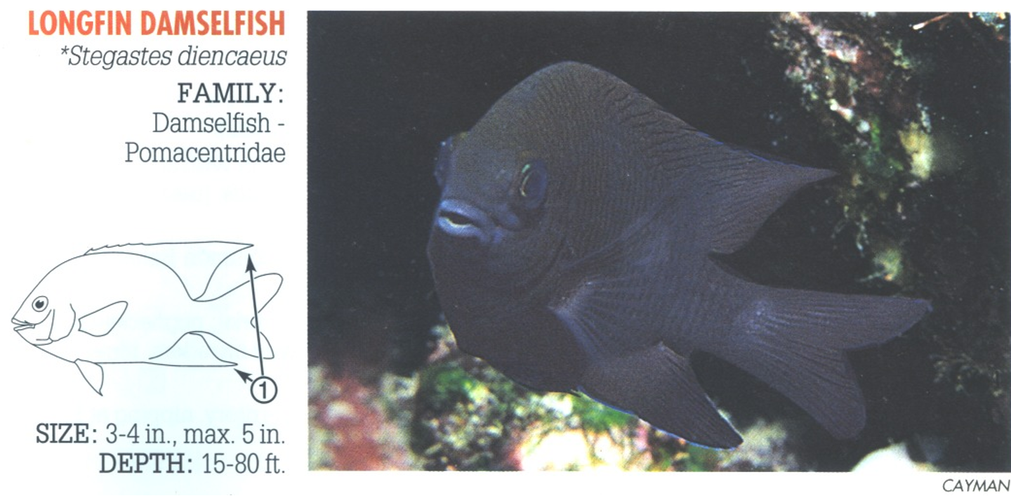 <p><span>1. Dorsal and anal fins elongated and pointed, extending well beyond base of tail. (Difficult to distinguish from other similar adult damselfish, especially the Dusky Damselfish, <em>S. fuscus</em>, with shorter rounded fins.)</span></p>