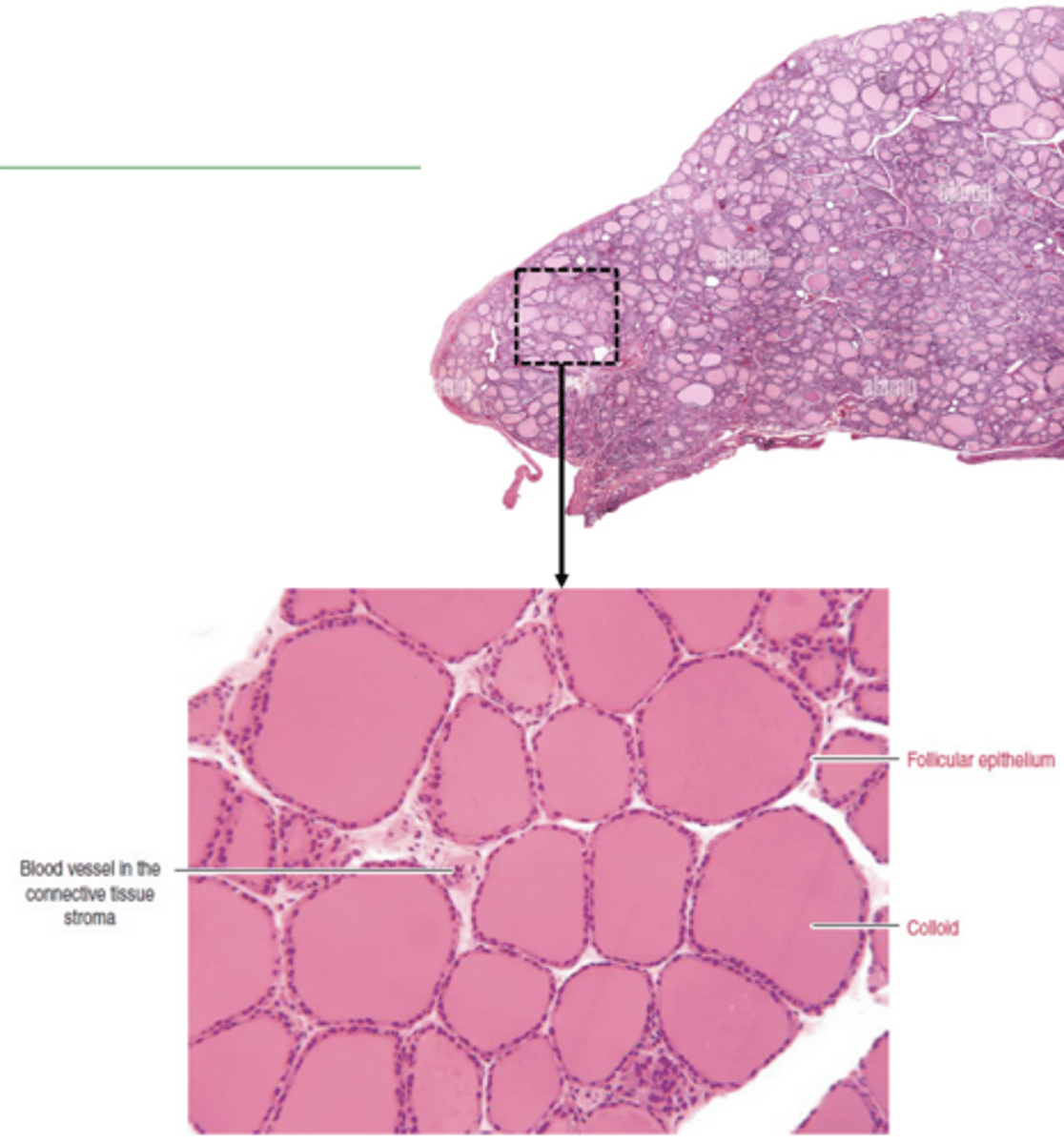 <p>thyroid histo:</p>