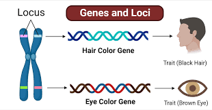 the position of a gene on a chromosome

* loci = plural