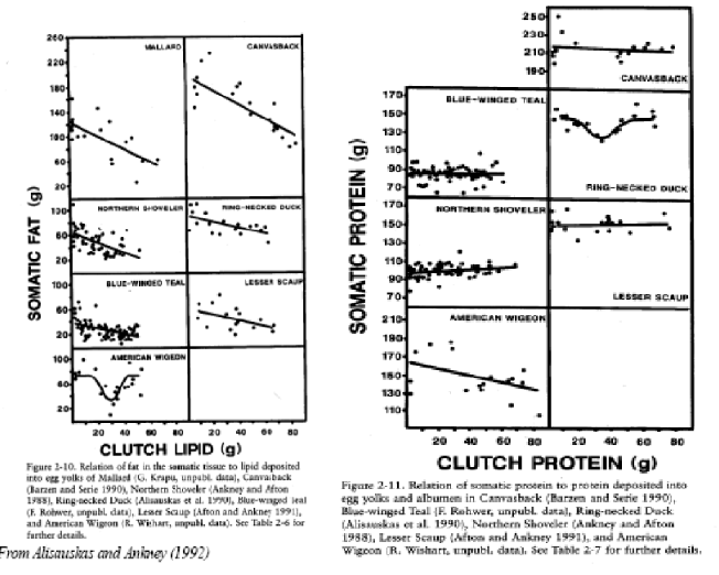 <ul><li><p><span style="background-color: transparent; font-family: &quot;Times New Roman&quot;, serif;"><span>Somatic fat &amp; Clutch lipid</span></span></p><ul><li><p><span style="background-color: transparent; font-family: &quot;Times New Roman&quot;, serif;"><span>How much stored fat a female uses to make her eggs</span></span></p><ul><li><p><span style="background-color: transparent; font-family: &quot;Times New Roman&quot;, serif;"><span>As she lays eggs, her fat reserves go down on the graph.</span></span></p></li></ul></li></ul></li></ul><ul><li><p><span style="background-color: transparent; font-family: &quot;Times New Roman&quot;, serif;"><span>Somatic protein &amp; Clutch protein</span></span></p><ul><li><p><span style="background-color: transparent; font-family: &quot;Times New Roman&quot;, serif;"><span>Whether the female has to break down her own muscles/tissues to finish making her eggs</span></span></p><ul><li><p><span style="background-color: transparent; font-family: &quot;Times New Roman&quot;, serif;"><span>If the line goes down, it means she is using her own body protein to complete the clutch. (Endogenous/Capital)</span></span></p></li><li><p><span style="background-color: transparent; font-family: &quot;Times New Roman&quot;, serif;"><span>Line goes straight = Exogenous/Income</span></span></p></li></ul></li><li><p><span style="background-color: transparent; font-family: &quot;Times New Roman&quot;, serif;"><span>Protein is much more variable bc of differences in food habits</span></span></p></li></ul></li></ul><p></p>