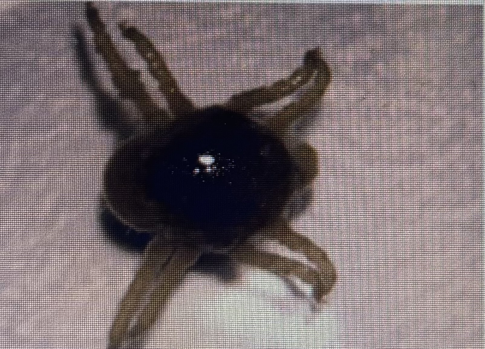 <p>Soft tick </p><p>Spinose ear tick </p><p>Only larvae and nymphs are parasitic </p>