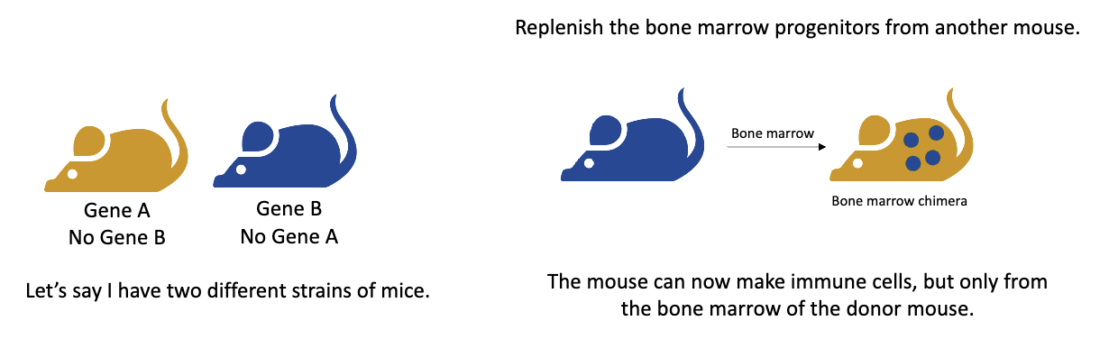 <ul><li><p>A <strong>bone marrow chimera</strong> is a mouse whose <strong>immune system</strong> comes from a <strong>different donor mouse’s bone marrow</strong>.</p></li><li><p>Steps: </p><ol><li><p>Two mouse strains are used — one has <strong>gene A (no gene B)</strong> and the other has <strong>gene B (no gene A)</strong>.</p></li><li><p>The recipient mouse is <strong>irradiated</strong>, which <strong>destroys its bone marrow progenitor cells</strong>, wiping out its immune system.</p></li><li><p><strong>Bone marrow from the donor mouse</strong> is transplanted into the irradiated mouse.</p></li></ol></li></ul><ul><li><p>The <strong>new immune cells</strong> develop from the donor bone marrow, while the <strong>stromal (structural) cells</strong> remain from the original host.</p></li></ul><p></p>