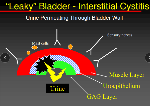 <p>Feline Idiopathic Cystitis: Pathophysiology</p>
