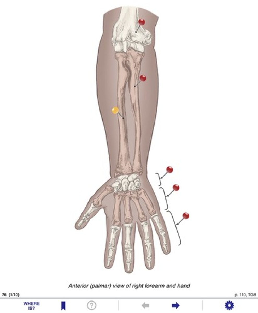 <p>Name the bone at the yellow pin</p>