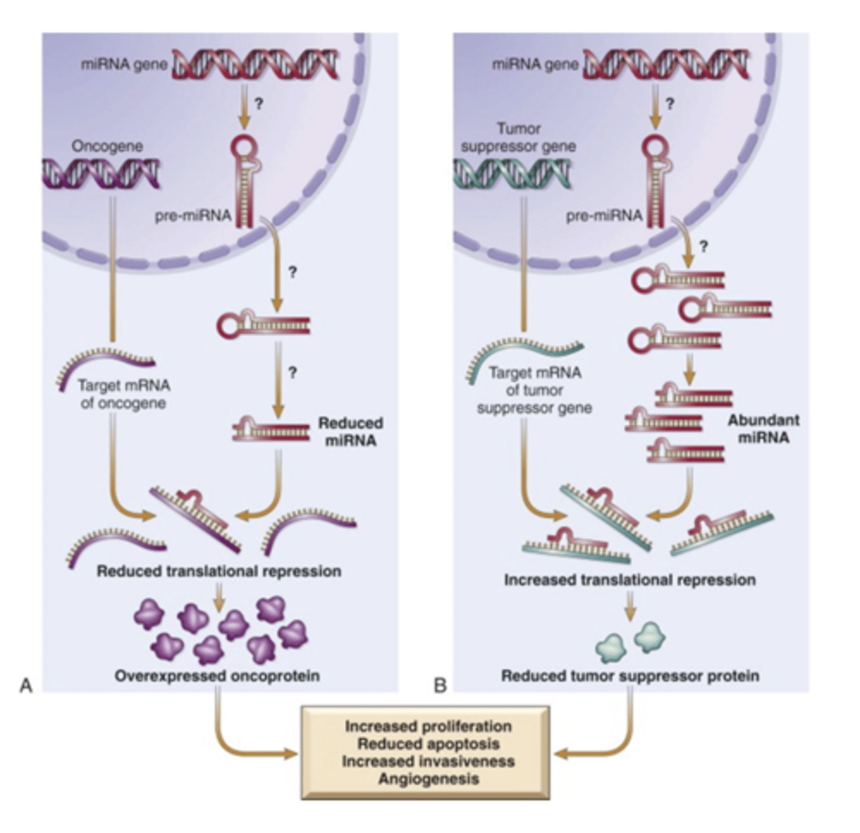 <p>non-coding single stranded regulatory RNA. Oncogene expression is increased and tumor suppressor expression is decreased.</p>