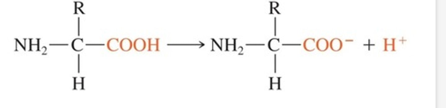 <p>The COOH disassociates to act like acid= COO- +H+</p>