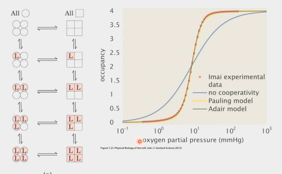 <ul><li><p>explains allostery: when allosteric enzyme switches between active/inactive conformation, <strong>ALL 4 subunits must switch at once</strong></p></li><li><p>one ligand binds in <u>inactive</u> state → <strong>rapid switch</strong> of molecule to <u>active</u> state</p><ul><li><p>then all other ligands bind, enzyme performs rxn</p></li></ul></li><li><p>as soon as one ligand is <strong>lost</strong> → rapid switch to <u>inactive</u> state</p><ul><li><p>all other ligands <strong>dumped</strong> immediately</p></li></ul></li><li><p>S-shaped sigmoid curve</p></li><li><p>used to find hemoglobin</p></li></ul><p></p>