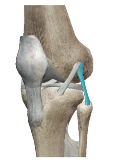 <p>Name the ligament </p>