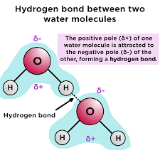 <ul><li><p><strong>Covalent bonds that connect in a larger form</strong></p></li></ul><p></p>