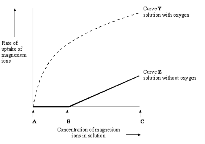<p><span style="font-family: Arial, sans-serif;"><span>The graph shows the effect of concentration on the rate of uptake of magnesium ions by root hair cells.</span></span></p><p><span style="font-family: Arial, sans-serif; line-height: 107%;"><span>&nbsp;In the solution without oxygen, explain why no magnesium ions are taken up between concentrations </span><strong><span>A </span></strong><span>and </span><strong><span>B</span></strong><span>. (1)&nbsp;</span></span></p>