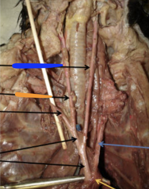 <p>#blue & #orange </p>