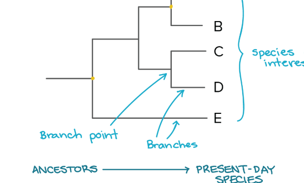 <p>we organize species into nested groups based on shared <strong>derived traits</strong> (traits different from those of the group's ancestor).it does not tell us the exact timing of evolutionary events or speciation.</p>
