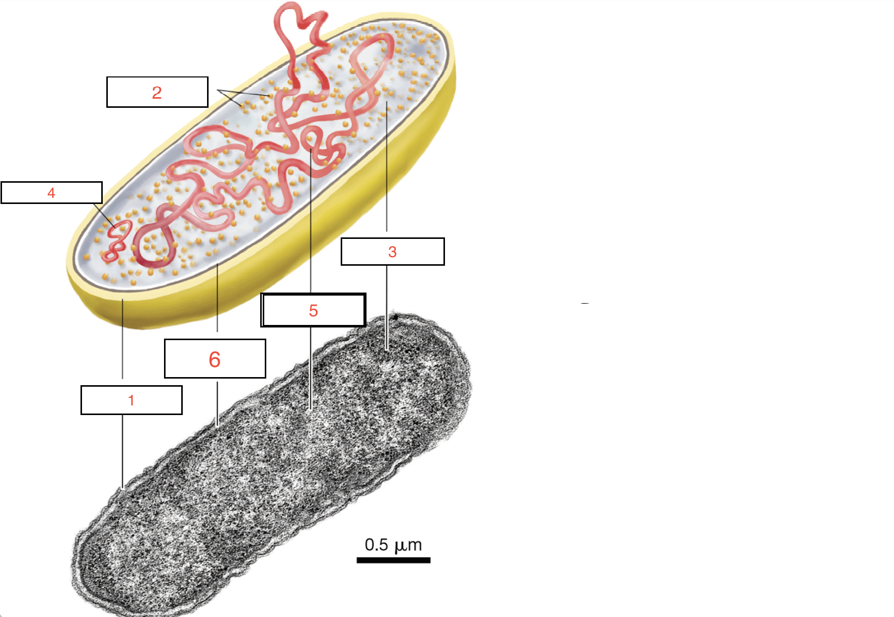 Bio Exam 2 Must get an A Flashcards Knowt