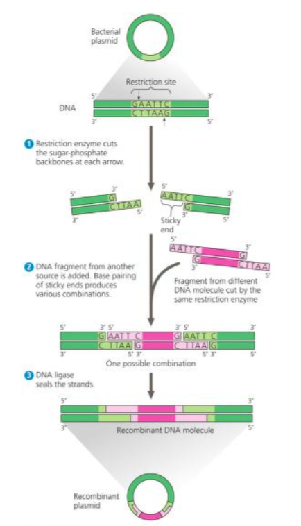 <p>Recombinant DNA Plasmid</p>