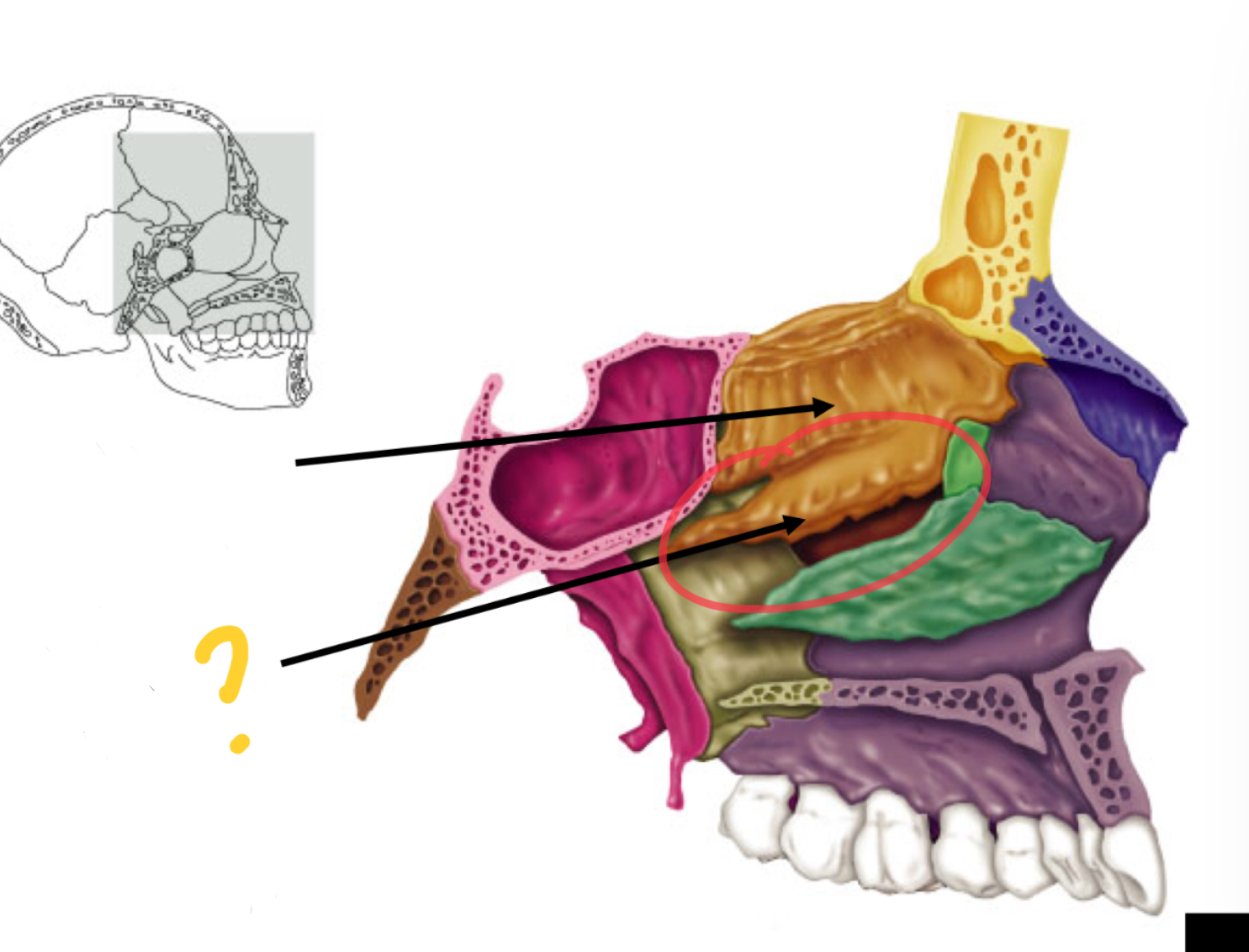 knowt flashcard image