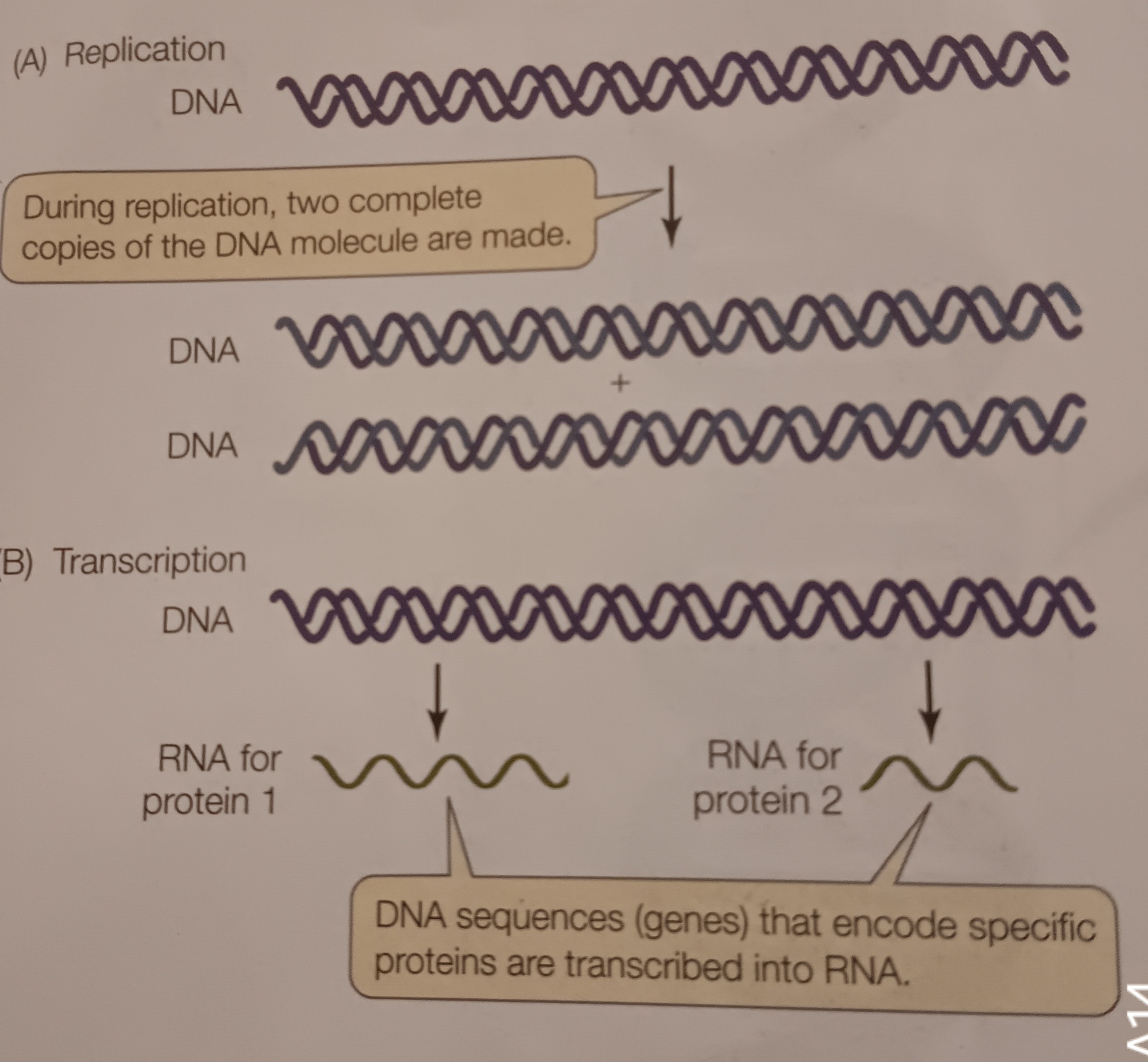 <p>DNA replication</p>