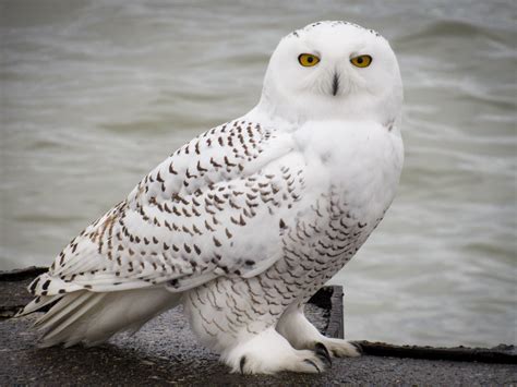 **White plumage, hairy legs**. Males and females similar.