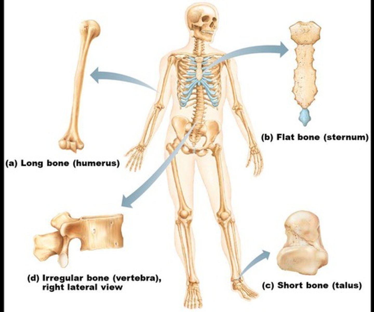 <p>Bones are classified on the basis of shape into four groups: long, flat, short, and irregular.</p>