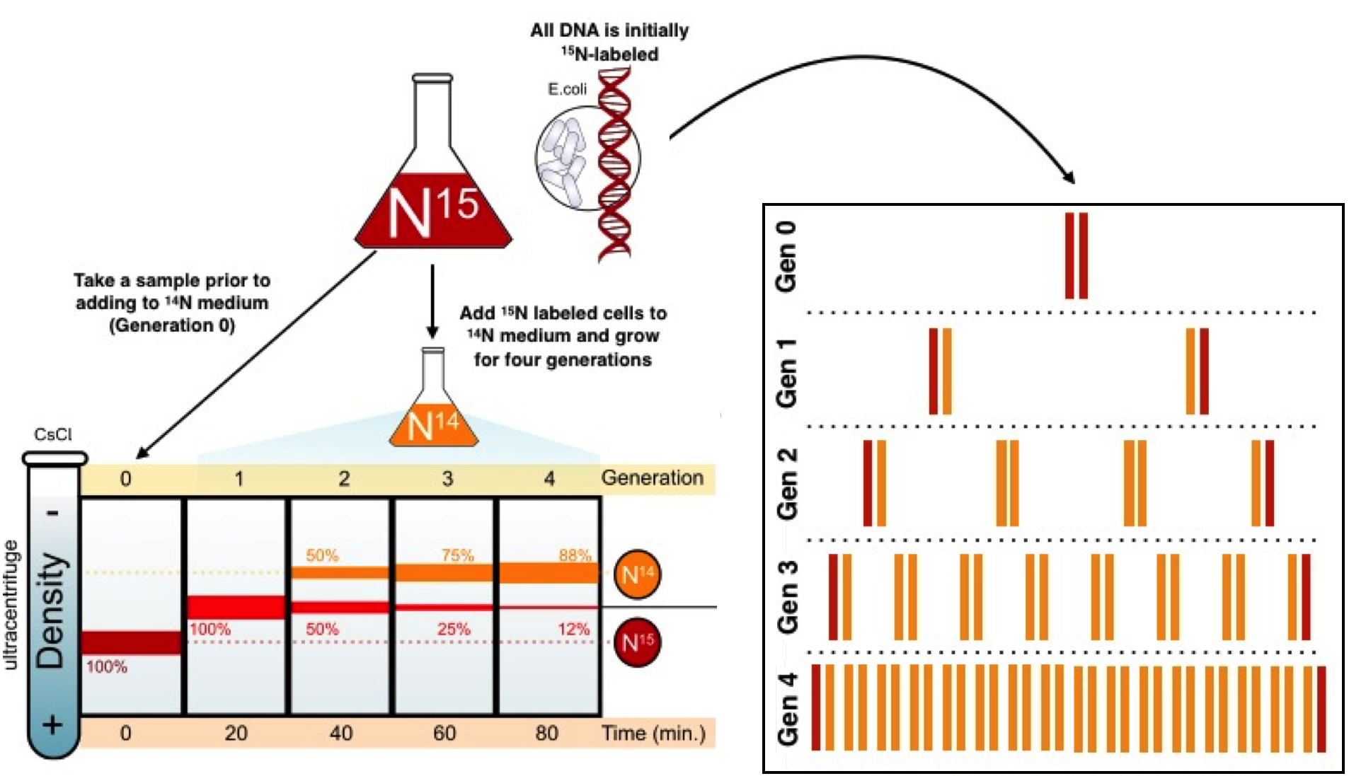<p>after centrifugation, 3 photographs described band that correlates to DNA molecule that was extracted </p><p><em>density shifts generation after generation, showing DNA is semi-conserved</em></p>