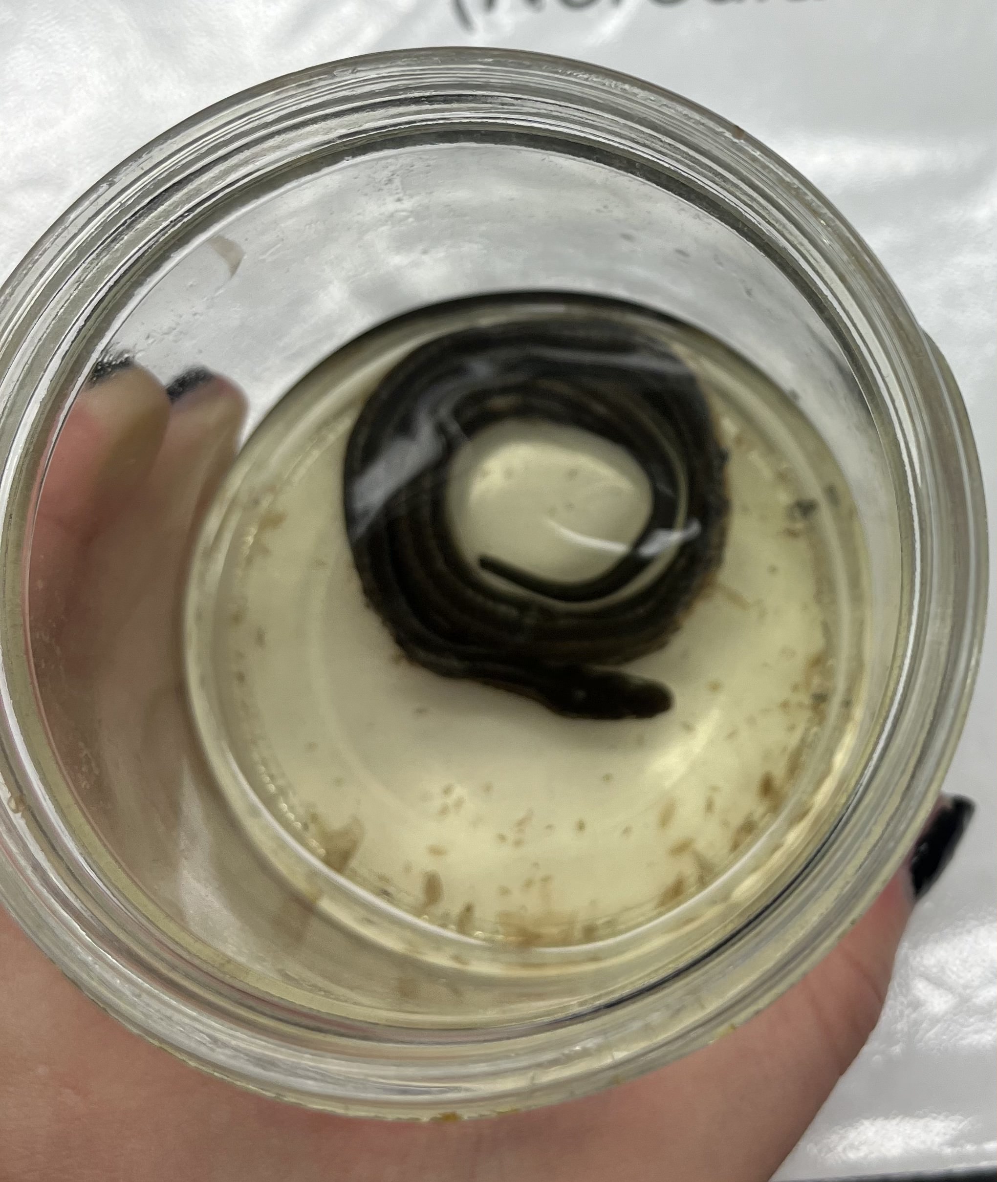 <ul><li><p>small</p></li><li><p>black with 2 faint white lines</p></li><li><p>pattern mirrored on belly</p></li></ul><p></p>