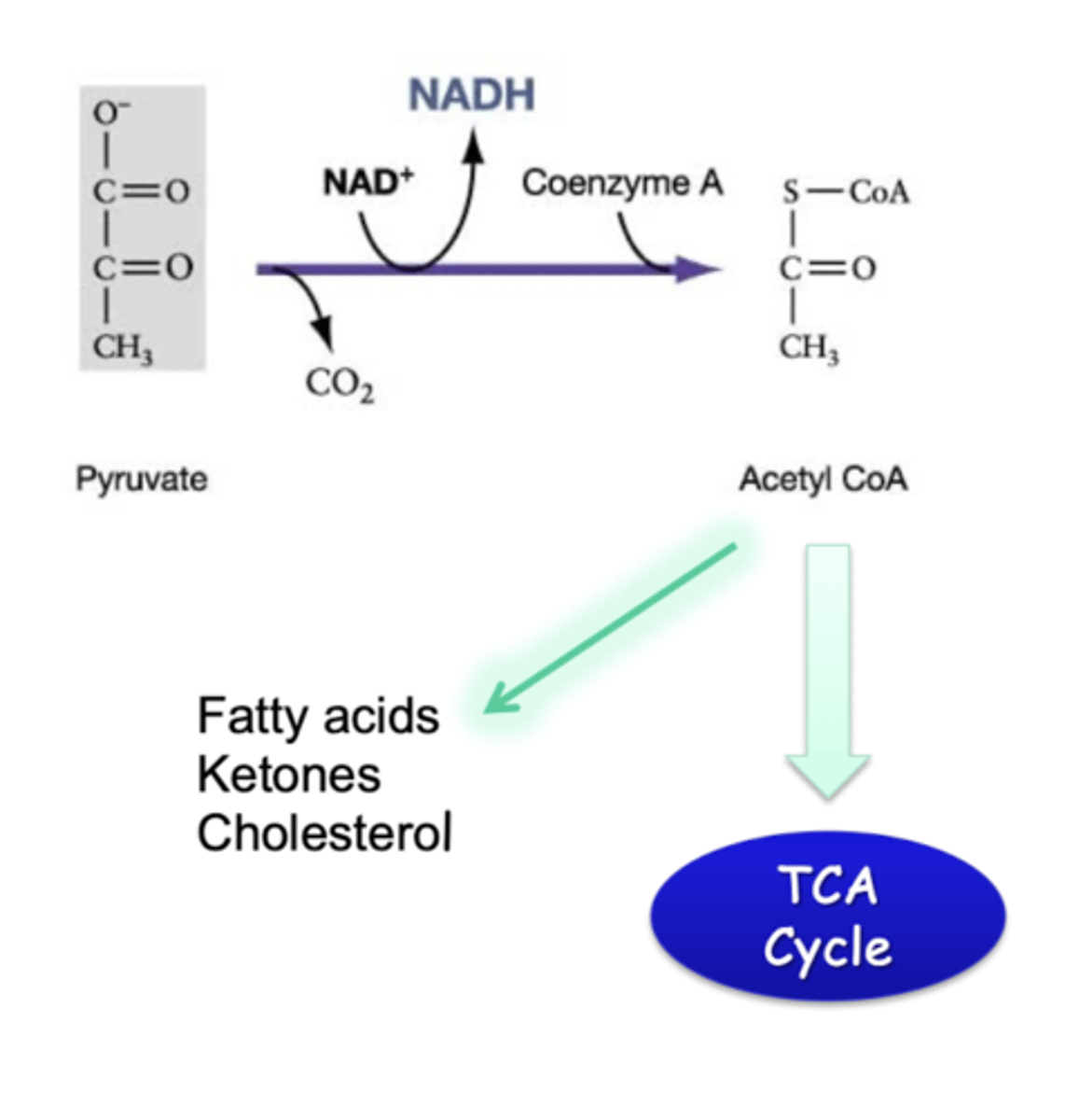 <p>aerobic</p><p>-production of acetyl coA from pyruvate</p><p>-requires mitochondria</p><p>-pyruvate dehydrogenase (another regulated complex)</p><p>-can also go to fatty acid production, ketones, or cholesterol if body does need directly need the energy</p>