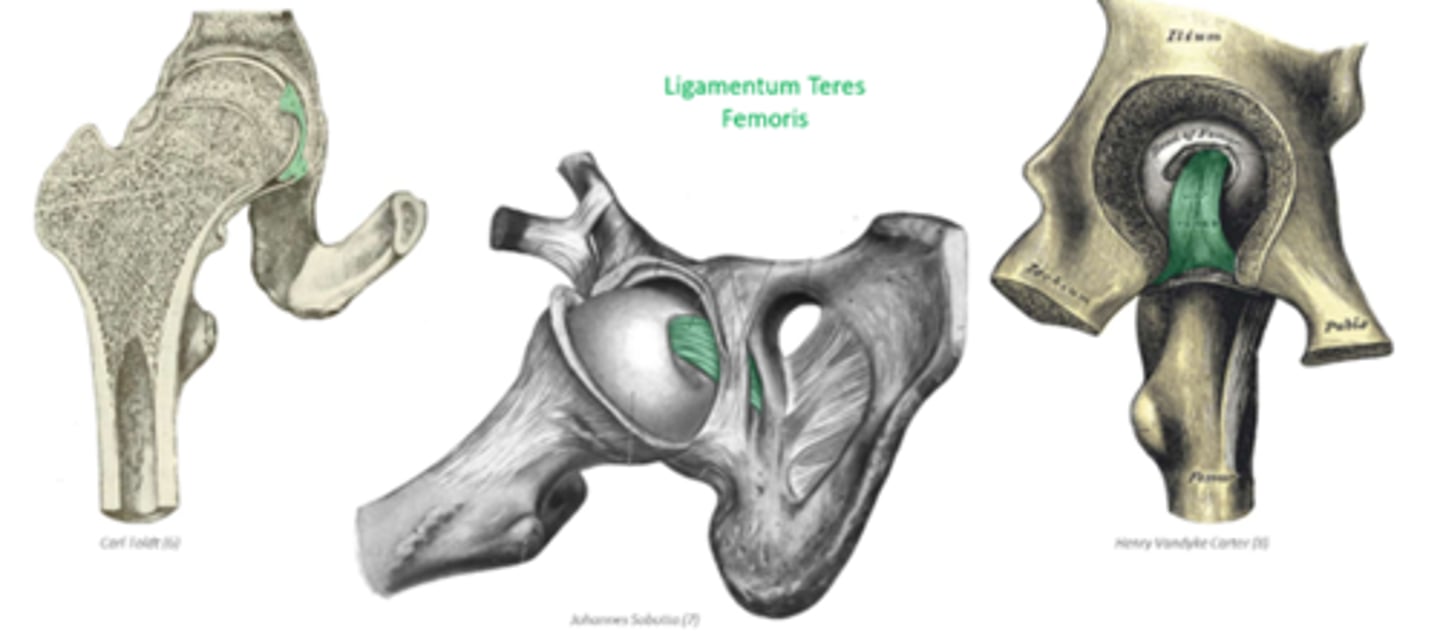 <p>acetabular notch to fovea capitis on the head of the femur</p><p>surrounded by synovial membrane</p><p>protects the artery to the head of the femur</p>