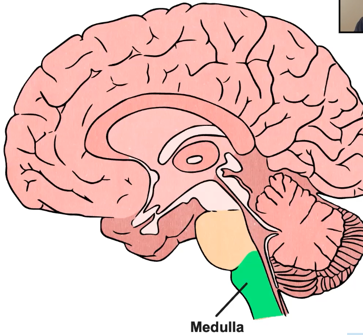 Medulla