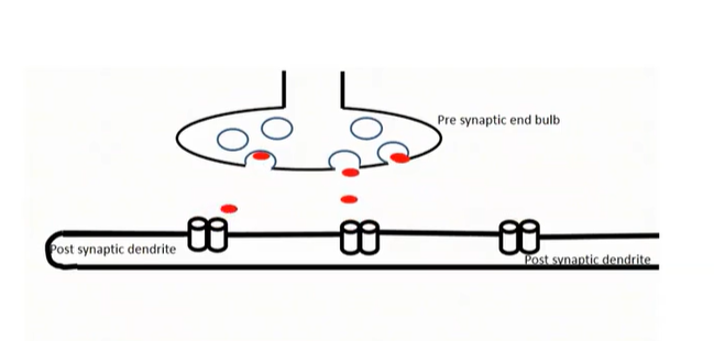 <p>-The sending neurons <strong>re</strong>collects neurotransmitters (up- take).</p><p>-The neurotransmitters can be <strong>re</strong>used in successive neural firings</p>