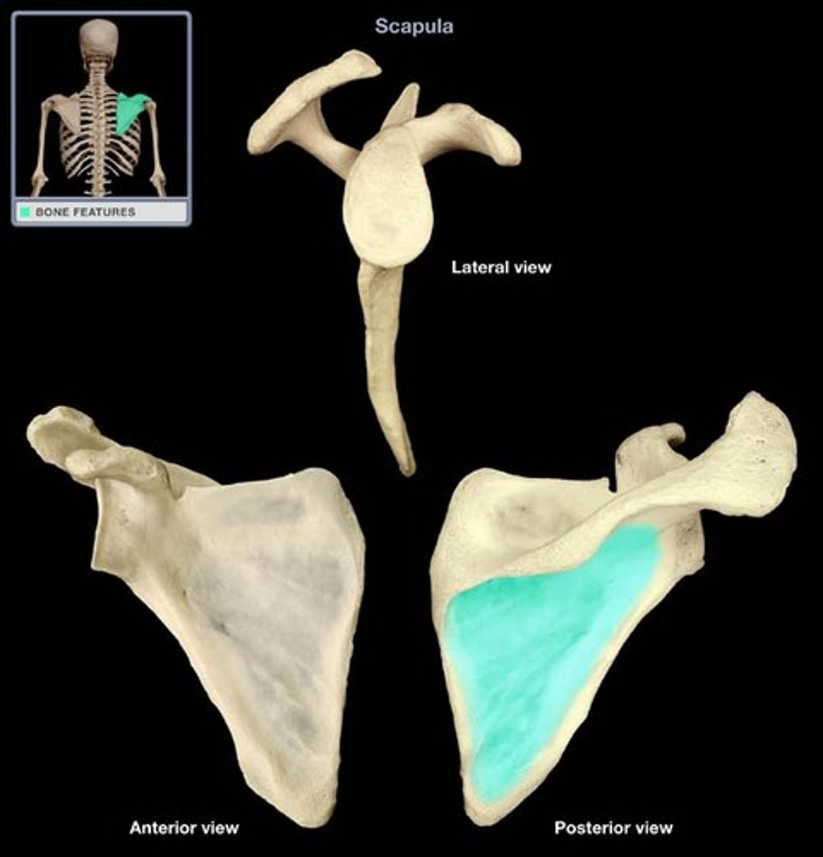 <p>depression located inferior to the spine of the scapula; attachment for the infraspinatus muscle</p>