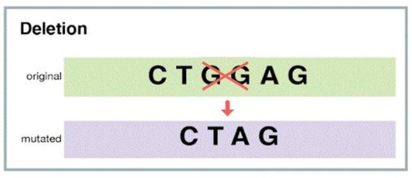 <p>● When a nucleotide in the DNA sequence is lost.</p><p>● This is more likely to be harmful and significant, as it leads to a frame shift which means the entire amino acid sequence will be different.</p>