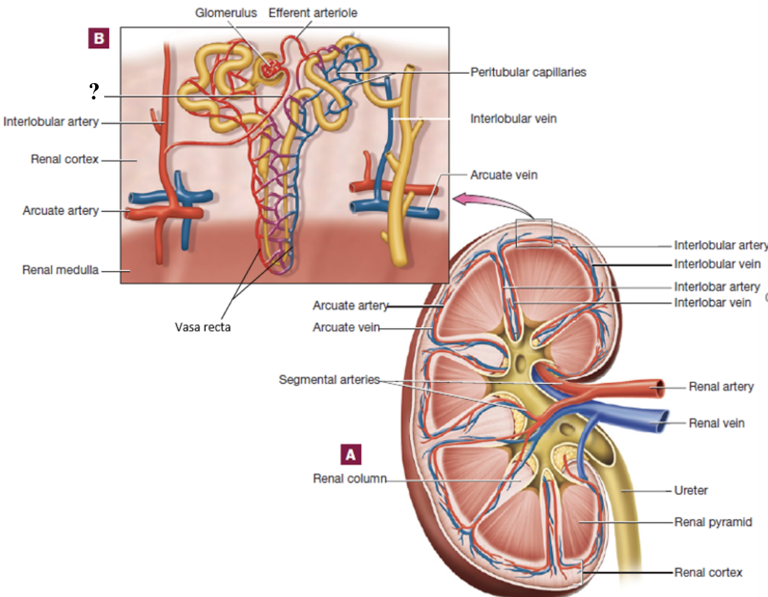 <p>branch from interlobular arteries, each supply a glomerulus </p>