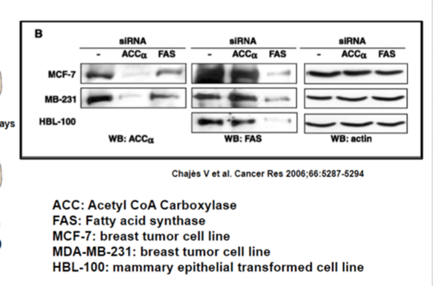 <p>The main takeaway from this figure is that when the siRNA for each respective enzyme is applied, the amount of that enzyme goes _____________(up/down)</p>