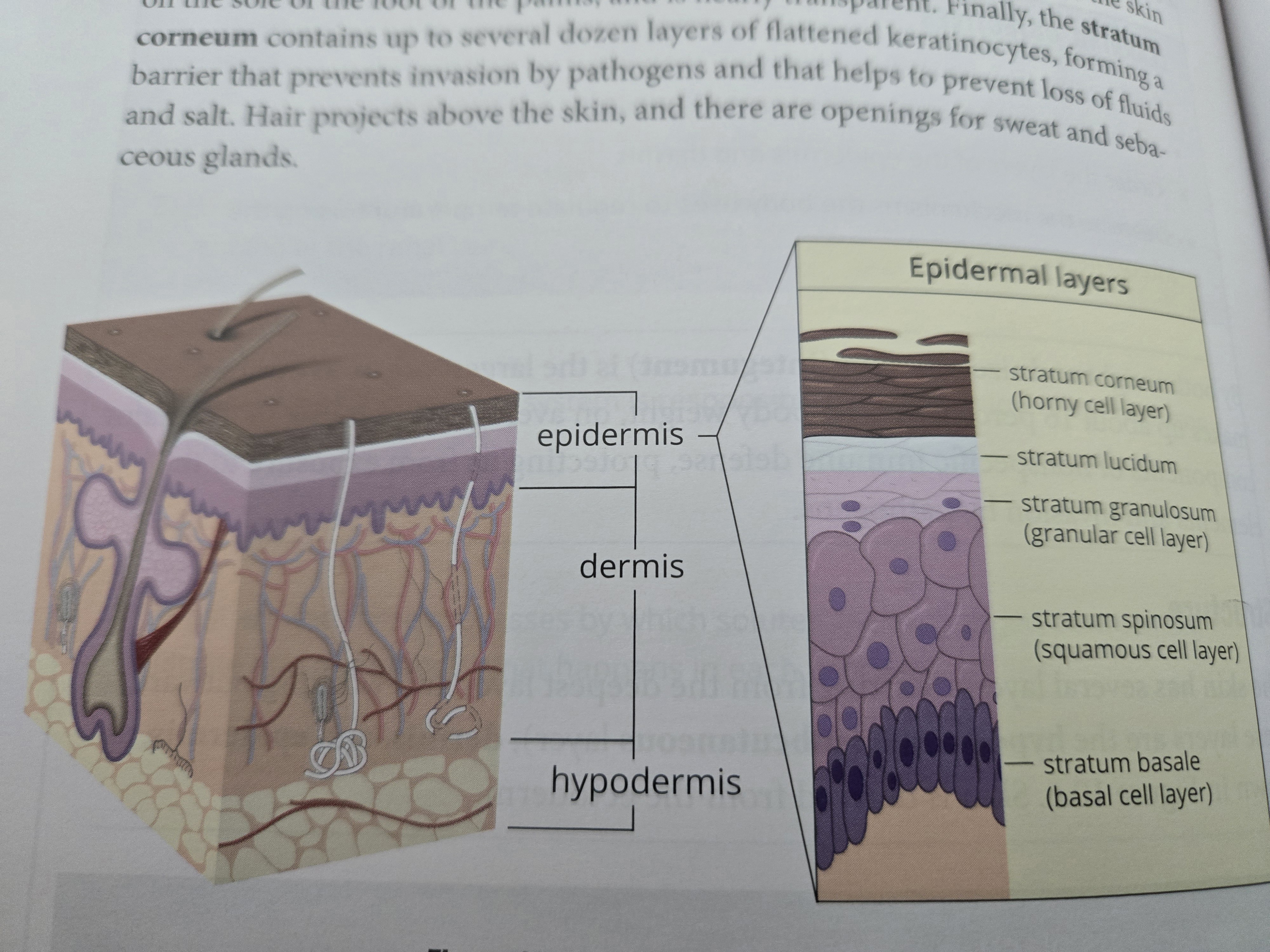 <p>Good mnemonic for epidermal layers: </p><p><strong>C</strong>ome <strong>L</strong>et’s <strong>G</strong>et <strong>S</strong>un <strong>B</strong>urned</p>