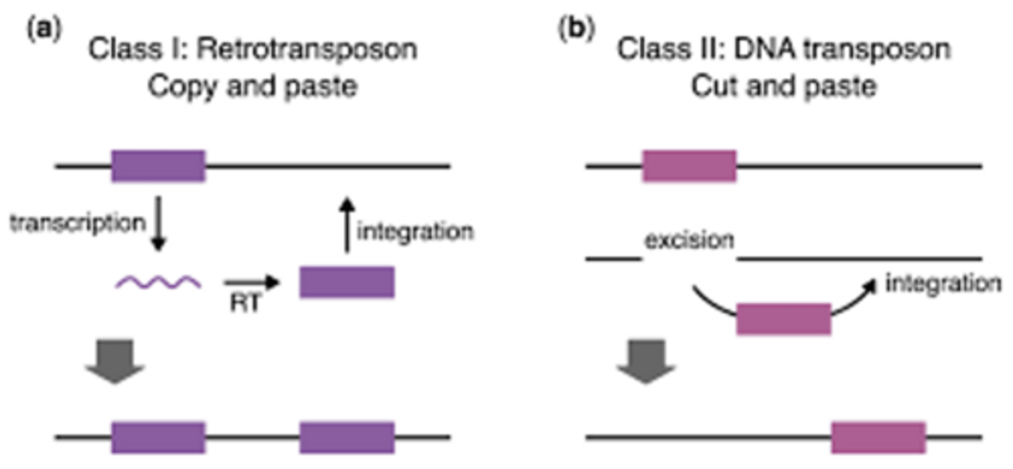 <p>segments of DNA that can "jump" around an organism's genome; can be copied and have the copy inserted elsewhere (class 1), or be excised and translocated (class 2)</p><p>allow for rapid modification of entire genomes and genome plasticity (like legos!), high degrees of customization and plasticity in a genome</p>