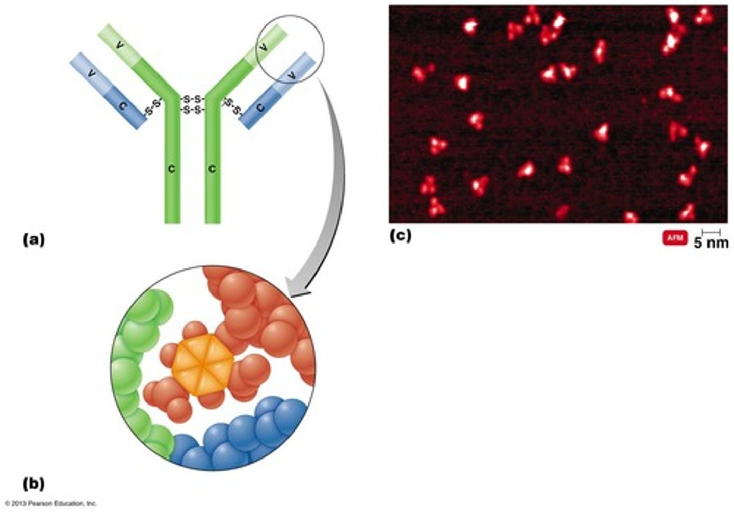 <p>Glycoprotein made by activated B-cells (plasma cells).</p>