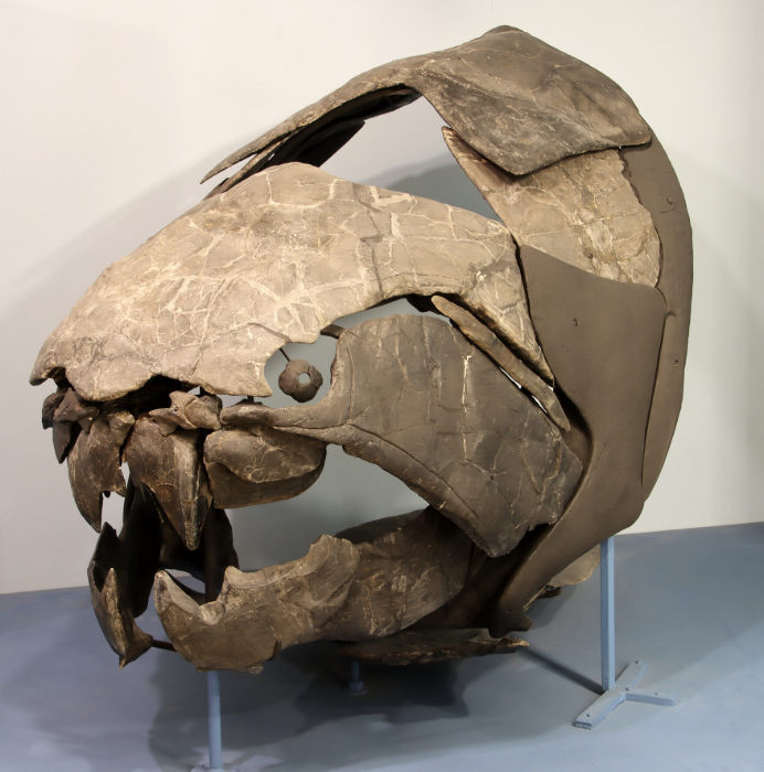 <p>Genus</p>