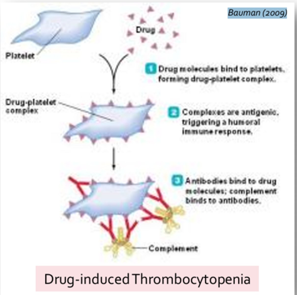 <p>- Cancer: When mutations in host genes result in the expression of new proteins on cell surfaces</p><p>- Change in antigen structure (haptens): Self-antigens become altered by the attachment of small molecules (such as drugs or toxins) effectively rendering them foreign in the adaptive response </p><p>- Haptens = Incapable of evoking an immune response on their own</p><p>- Release of sequestered antigens due to tissue trauma: Spermatozoa during vasectomy or testicular trauma (either blunt force or penetrating); exposure of corneal or lens antigens following eye or contact lens trauma; and exposure of cardiac muscle following a myocardial infarction </p><p>- Predisposition to autoimmunity and hormonal factors (women more likely to develop autoimmune disorders then men due to hormones role in immune regulation)</p>