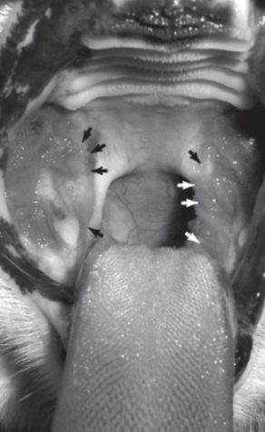 <p>Identify this lesion in the cat that is lateral to the palatoglossus folds (see arrows)</p>