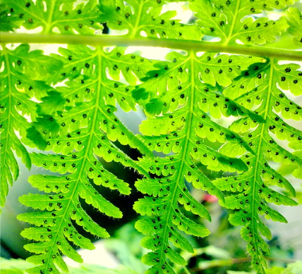 <p>why do pterophyta/ferns have “sori?” what purpose do they serve? what phylum does this belong to?</p>