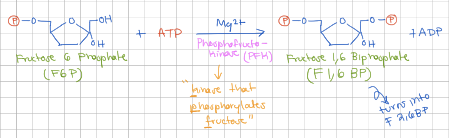 <p>Phosphorylation of F6P</p><p>Fructose 6 Phosphate → Fructose 1,6 Bisphosphate</p><p>Enzyme = Phosphofructokinase (PFK)</p><p>-1 ATP</p><p>-</p><p>priming reaction (-ΔG)!</p><p>COMMITTED STEP</p>