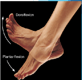 <p>Movement of the foot downward at the ankle joint</p><p><em>Planting your toes on the ground</em></p>