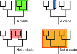 <p><span>Grouping that includes a common ancestor and all the descendants (living and extinct) of that ancestor. </span></p>