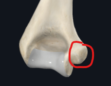 <p>What is this part of the humerus called?</p>